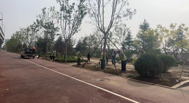 春季好时节、绿化正当时----ag旗舰厅官网咨询监理的淄博市快速路四标进行绿化施工